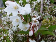 Deutzia  lemoinei