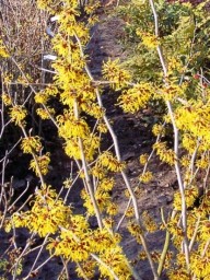 Hamamelis  mollis