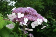 fluweelhortensia