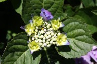 blauwe schermhortensia