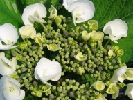 witte bolhortensia