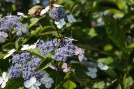 blauwe schermhortensia