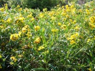 Hypericum  uralum Buttercup
