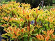 lepelboom