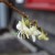 winter bloeiende struikkamperfoelie
