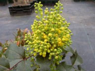 Mahonia  aquifolium Apollo