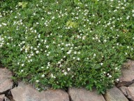 wintergroene ganzerik