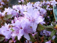 blauwe dwergrhododendron
