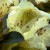 gele dwergrhododendron