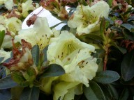 gele dwergrhododendron