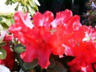 rode dwerg rododendron