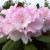 zilverkleurige rododendron