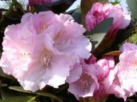 zilverkleurige rododendron