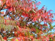 fluweelboom als boomvorm