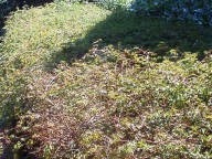 kruipende kransspirea