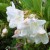 witte weigela