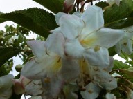 witte weigela