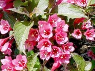 paarse lage weigelia