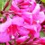 paarse dwergweigelia