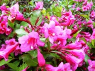 paarse dwergweigelia
