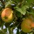 appelboom Groninger Pippeling