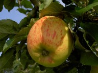 appelboom Groninger Pippeling