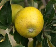 appelboom Ananas Reinette