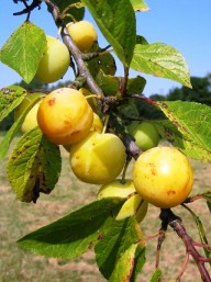 pruimenboom Reine Claude d' Oullins