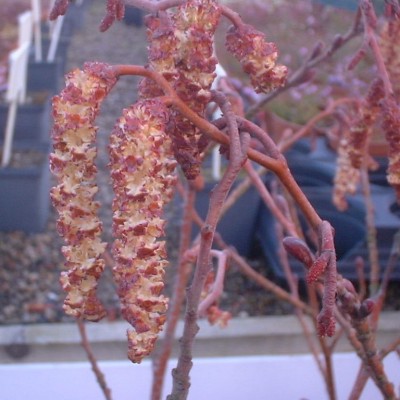 goudels (Alnus incana Aurea) met goudkleurige katjes