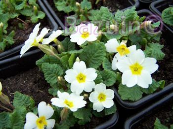 Primula Sneeuwwitje