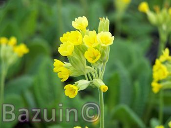 Primula veris