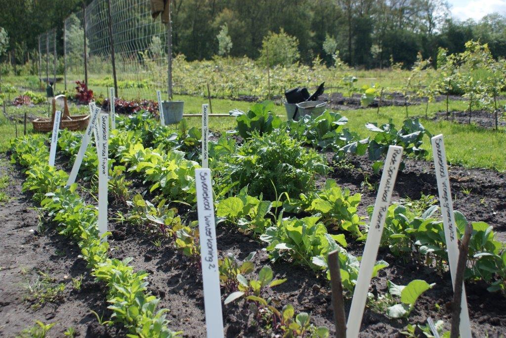 kleine koolplantjes