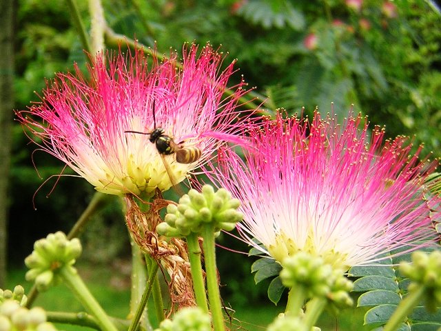 Perzische slaapboom (Albizia jul. Ombrella)